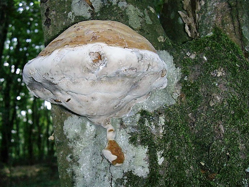 405 Agosto vecchio ritrovamento